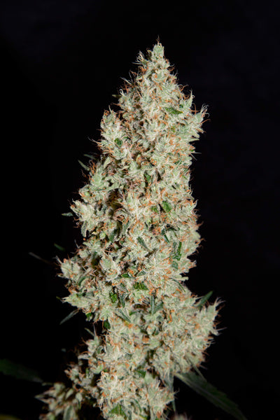 White Widow